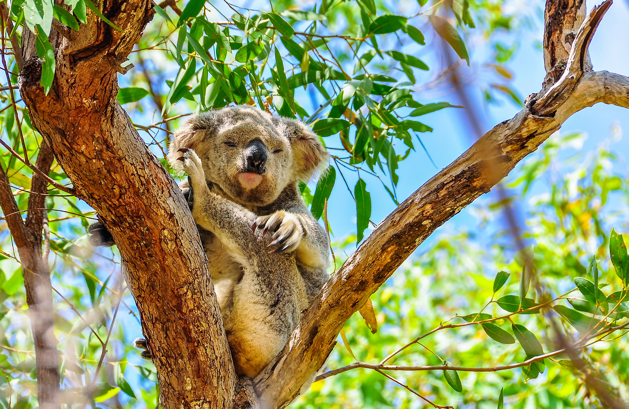 Koala på Magnetic Island | Grymma saker att göra i Australien