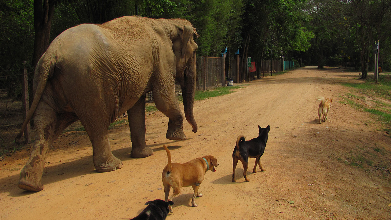 Elephant Refuge Center