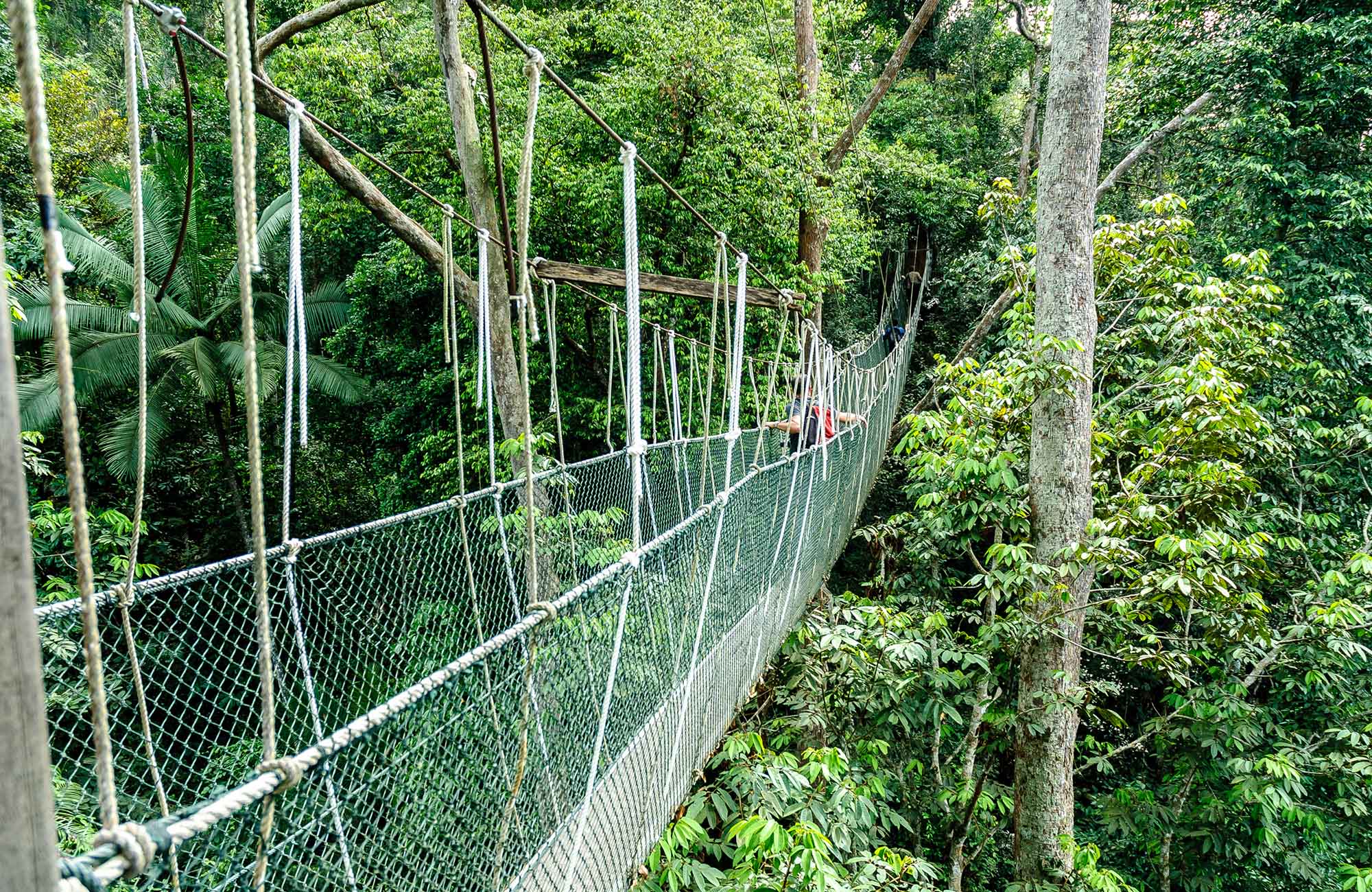 Res till regnskogen i Taman Negaras nationalpark i Malaysia