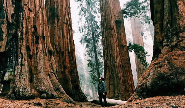 Redwood National Park