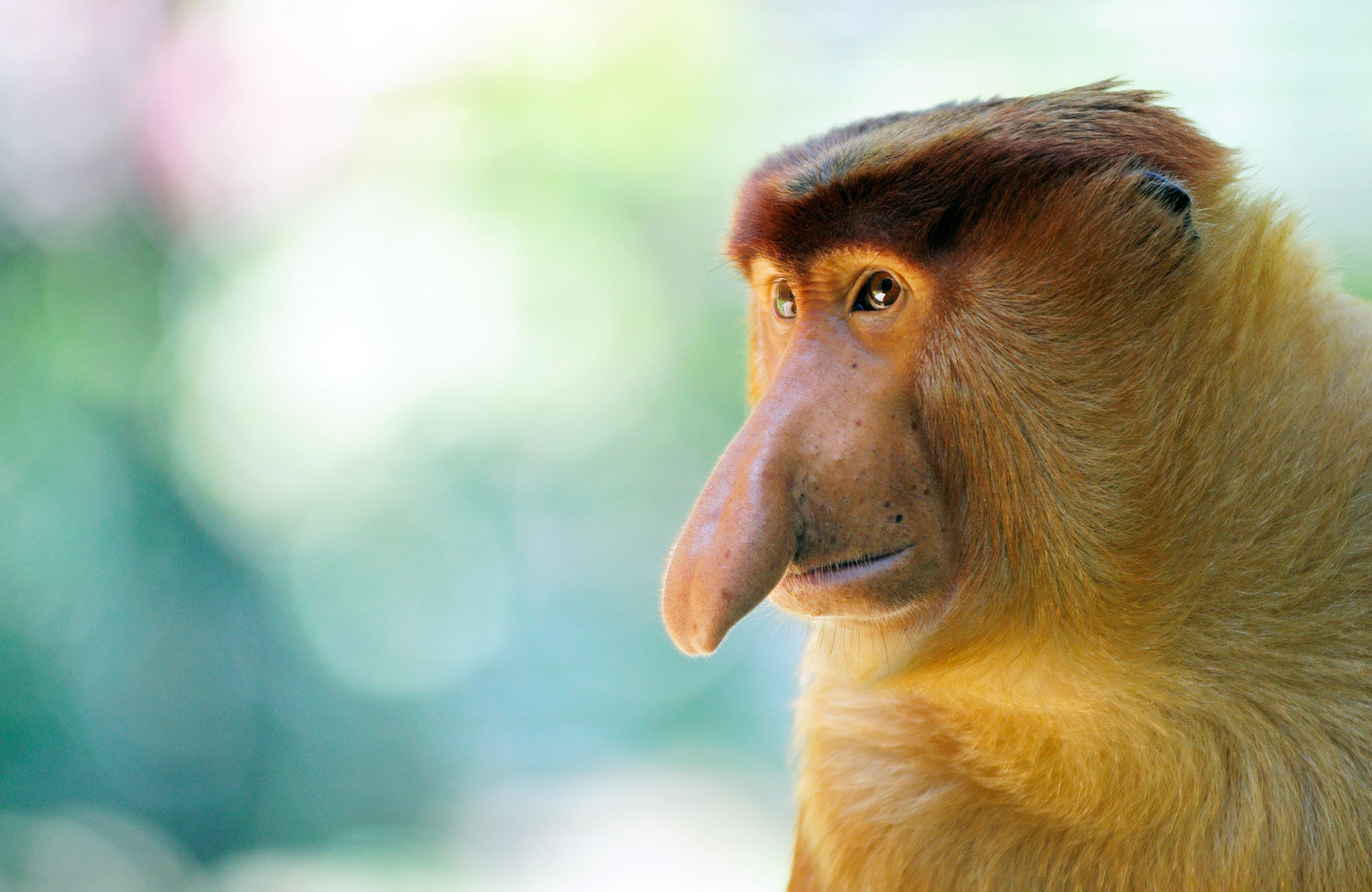 Näsapor i Borneo