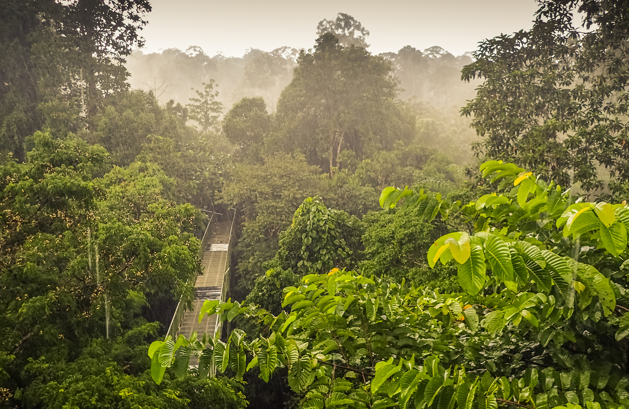 utsikt över en dimming djungel på borneo i malaysia