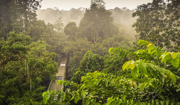 borneo-sabah-rainforest-view-from-the-canopy-walk-tower-in-sepilok-cover
