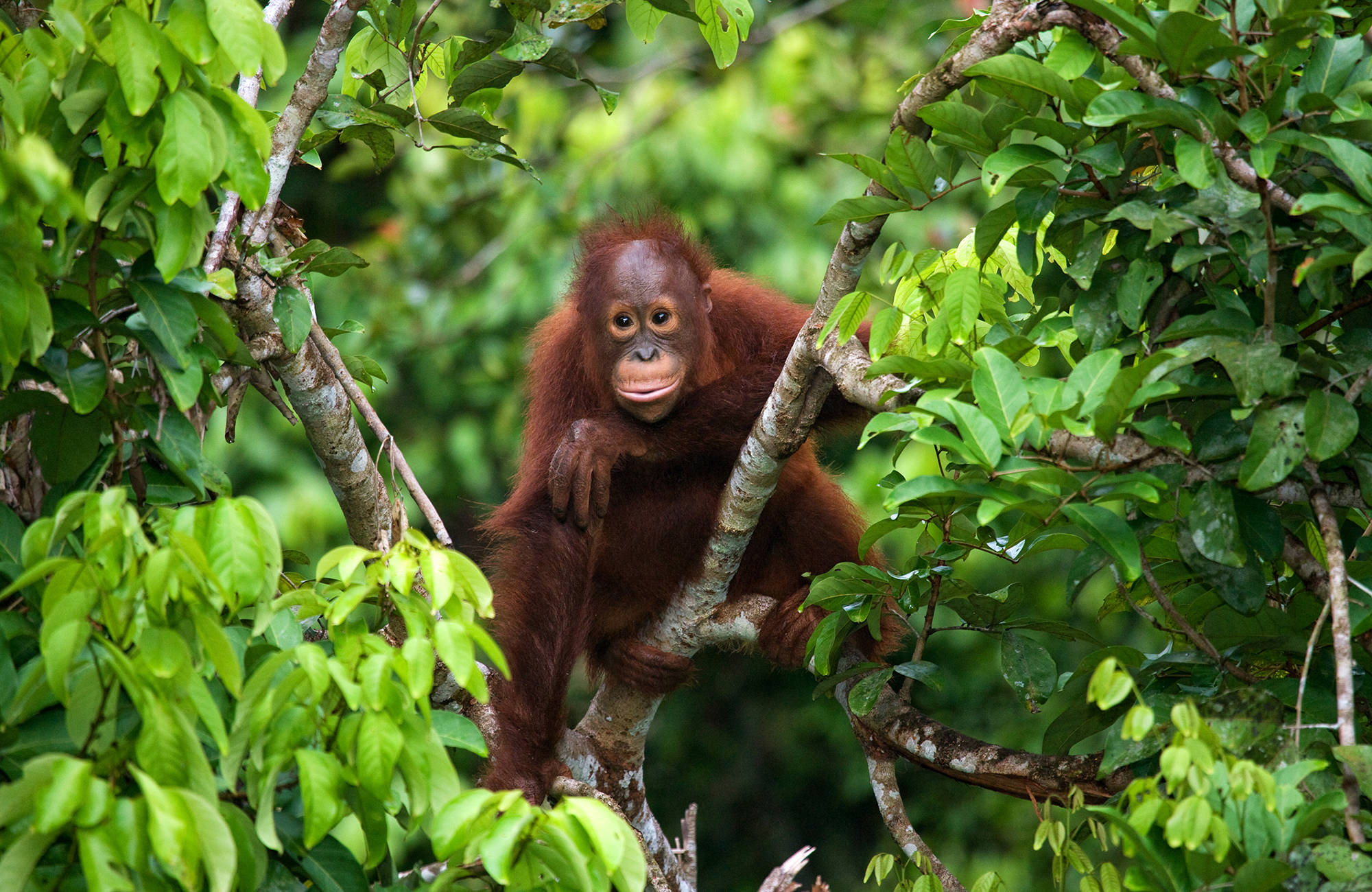 Orangutanger kan endast hittas i Borneos uråldiga regnskog.