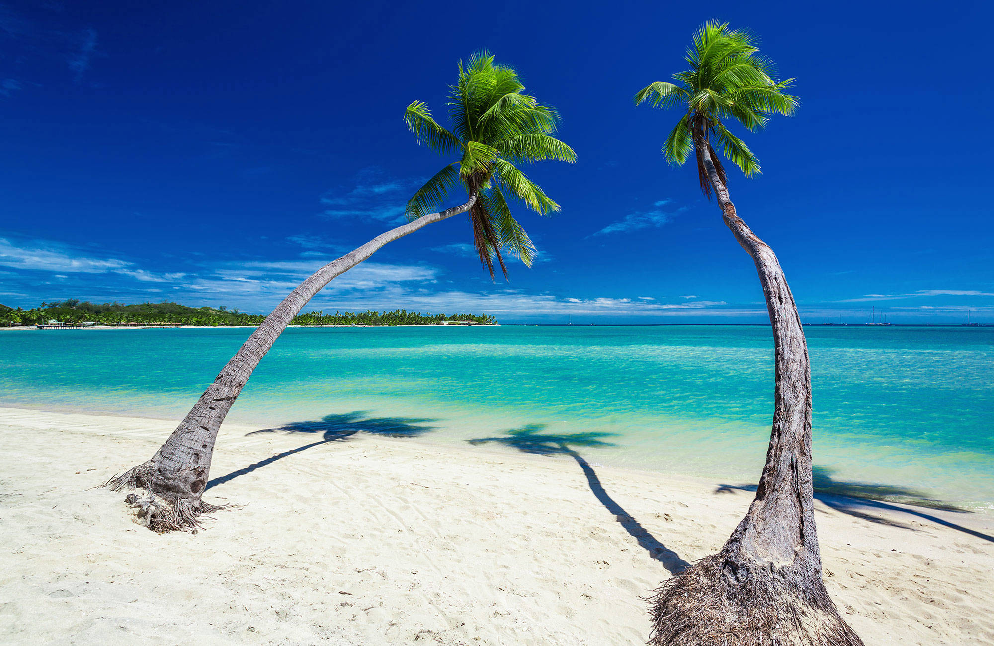 Två palmer på en sandstrand i Fiji.
