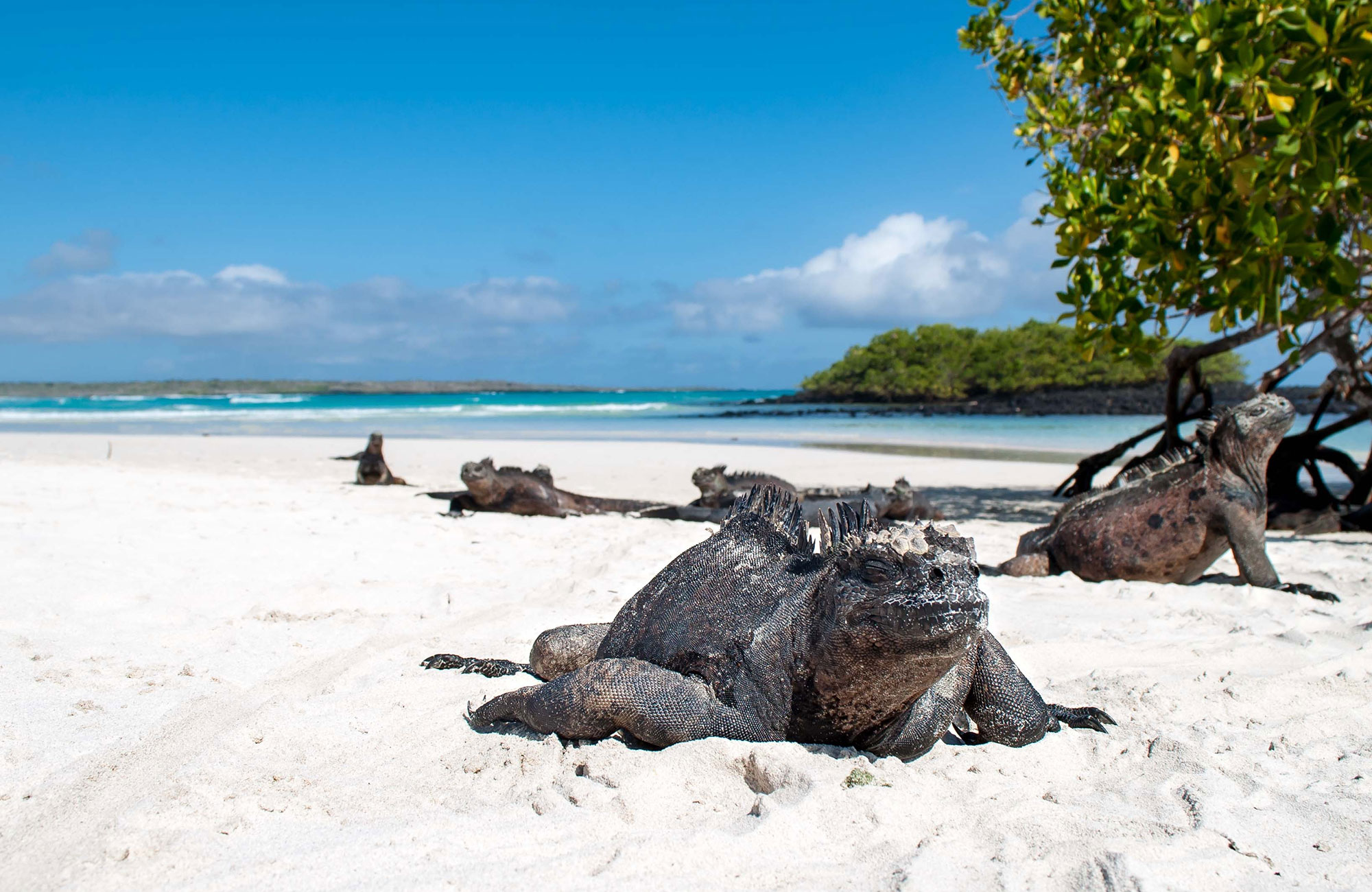 leguaner på galapagos