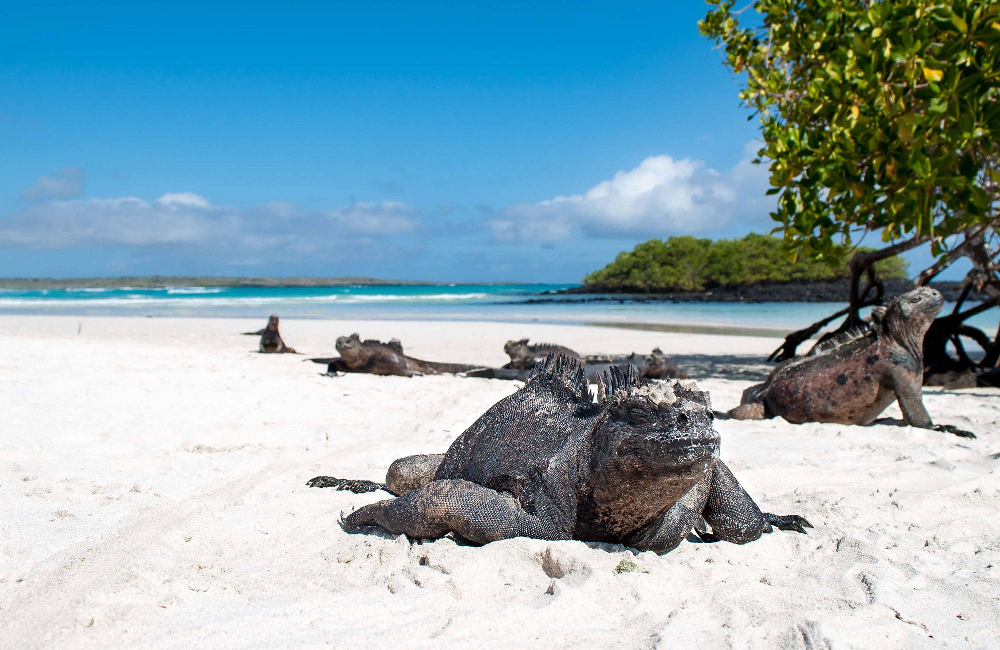 leguaner vilar i solen på en strand som kan besökas under en resa till galapagos