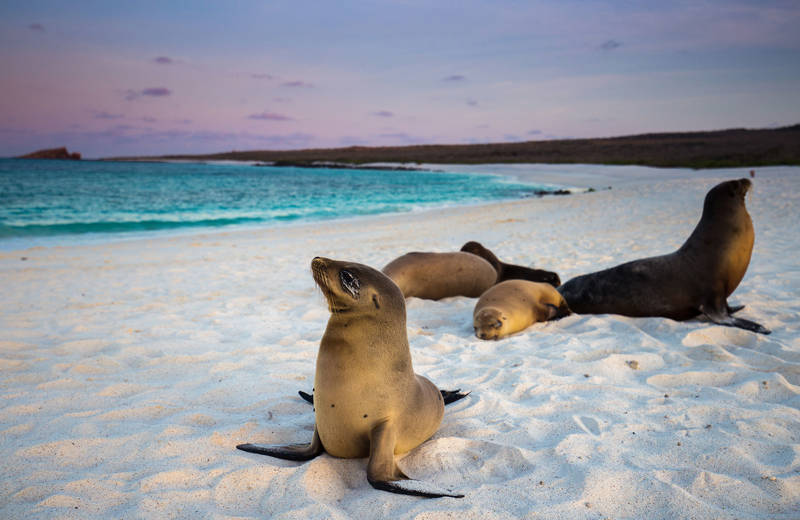 bröllopstesa i galapagos