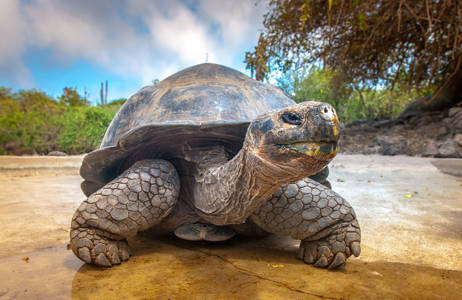 om du har tur kan du träffa stora sköldpaddor på galapagos