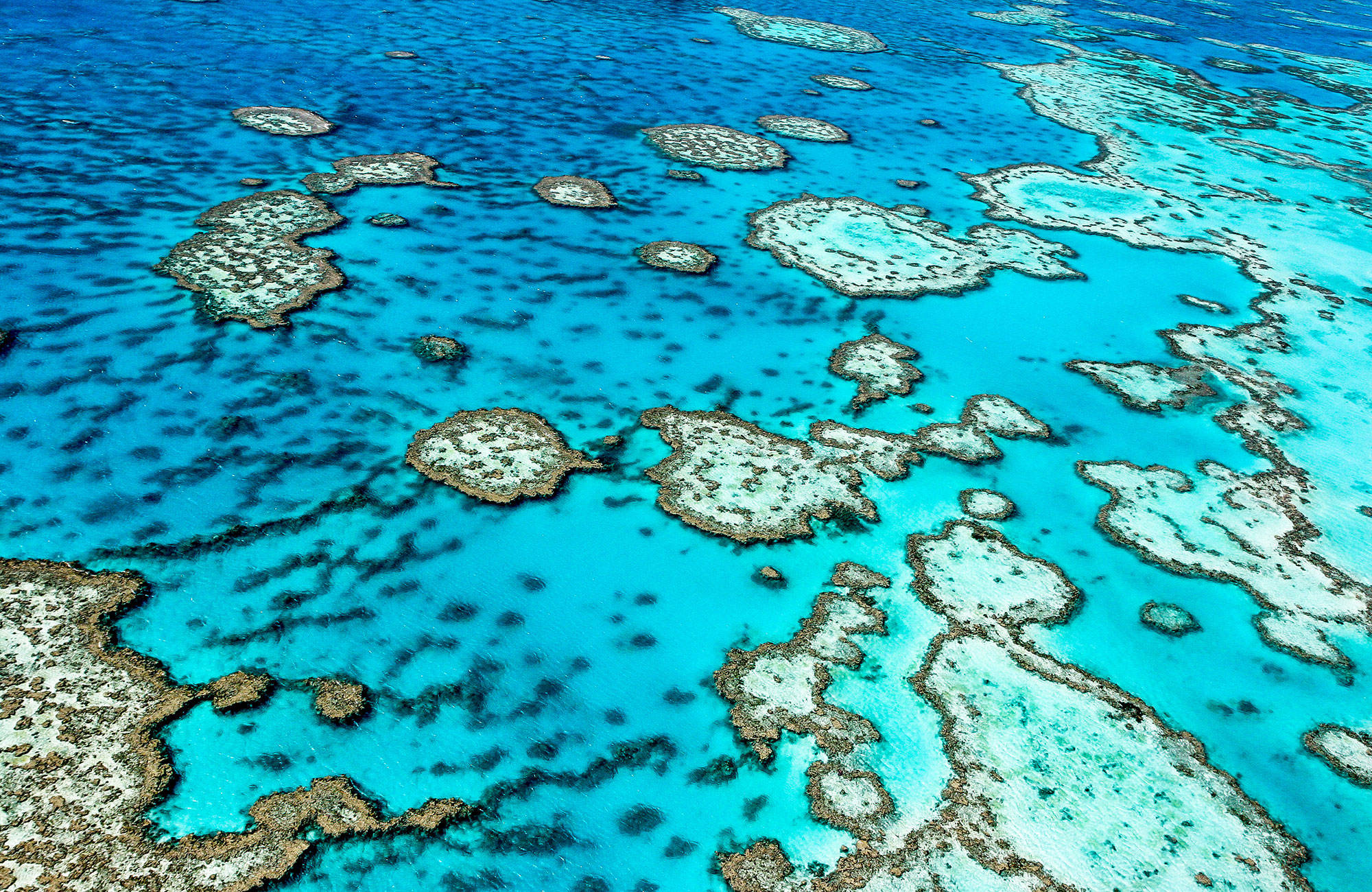 Du kan se vackra korallrev utanför Australien är du studerar där