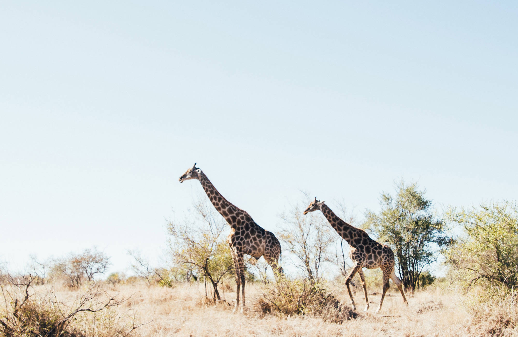 safari-giraffes-strolling-cover