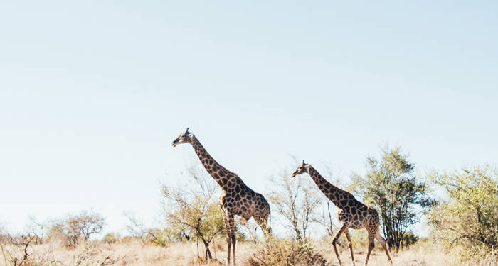 Åk inte till Sydafrika utan att åka på safari!
