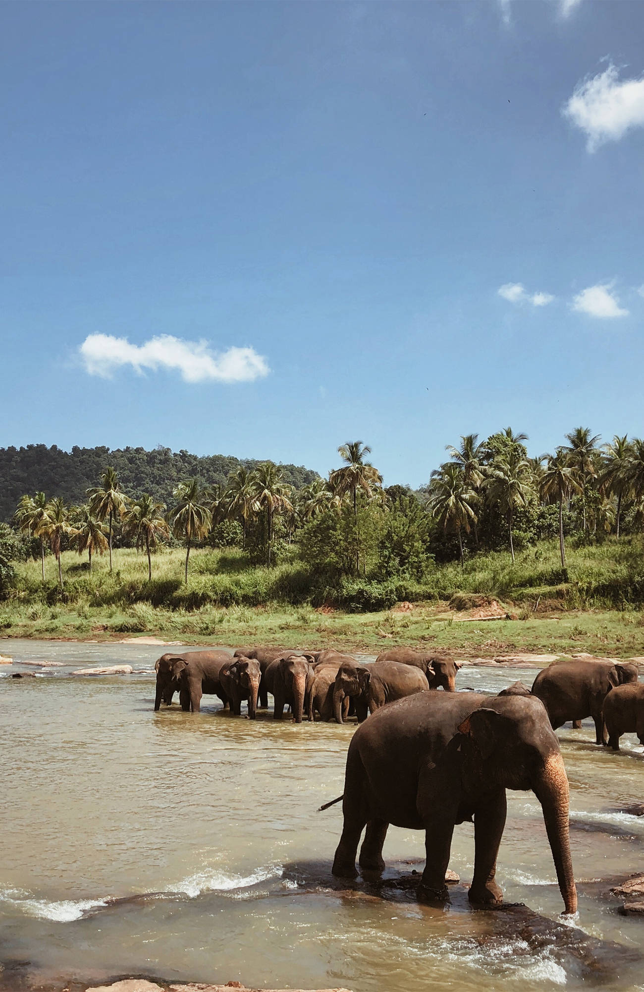 Udawalawe National Park är ett bra ställe att besöka elefanter