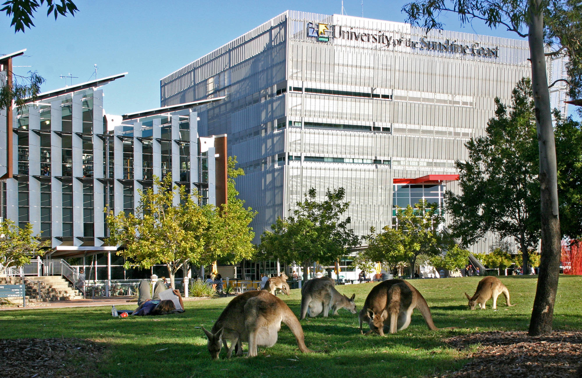 kängurur på campus vid UTS i australien
