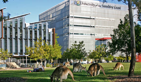 university-of-the-sunshine-coast-campus-lawn-kangaroos