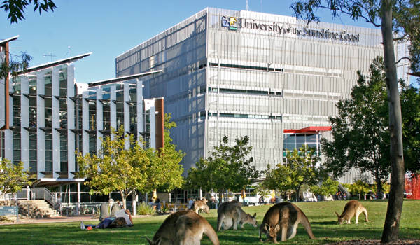 university-of-the-sunshine-coast-campus-lawn-kangaroos