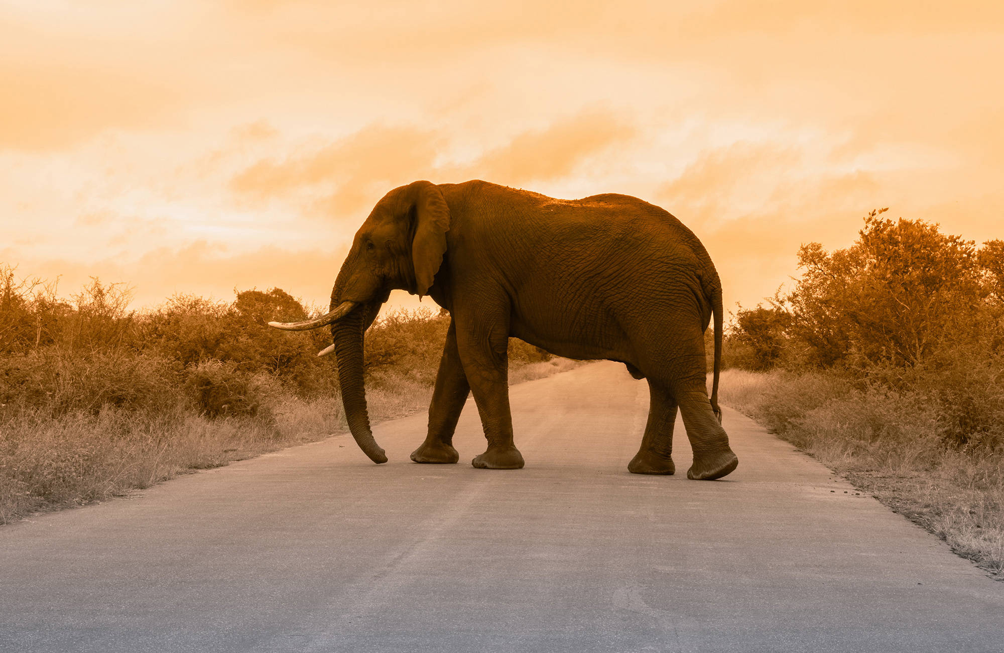 En elefant går på en väg i Krugerparken.
