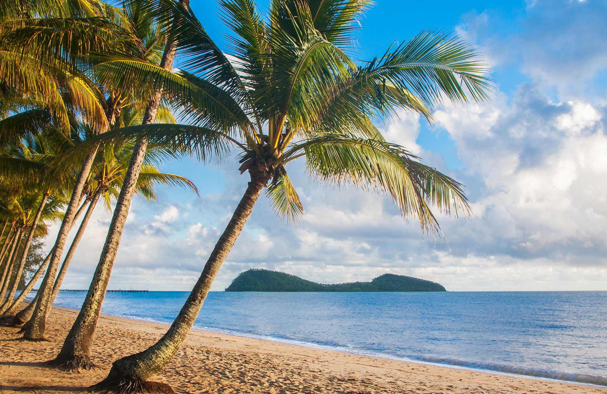 palmer på en strand utanför cairns