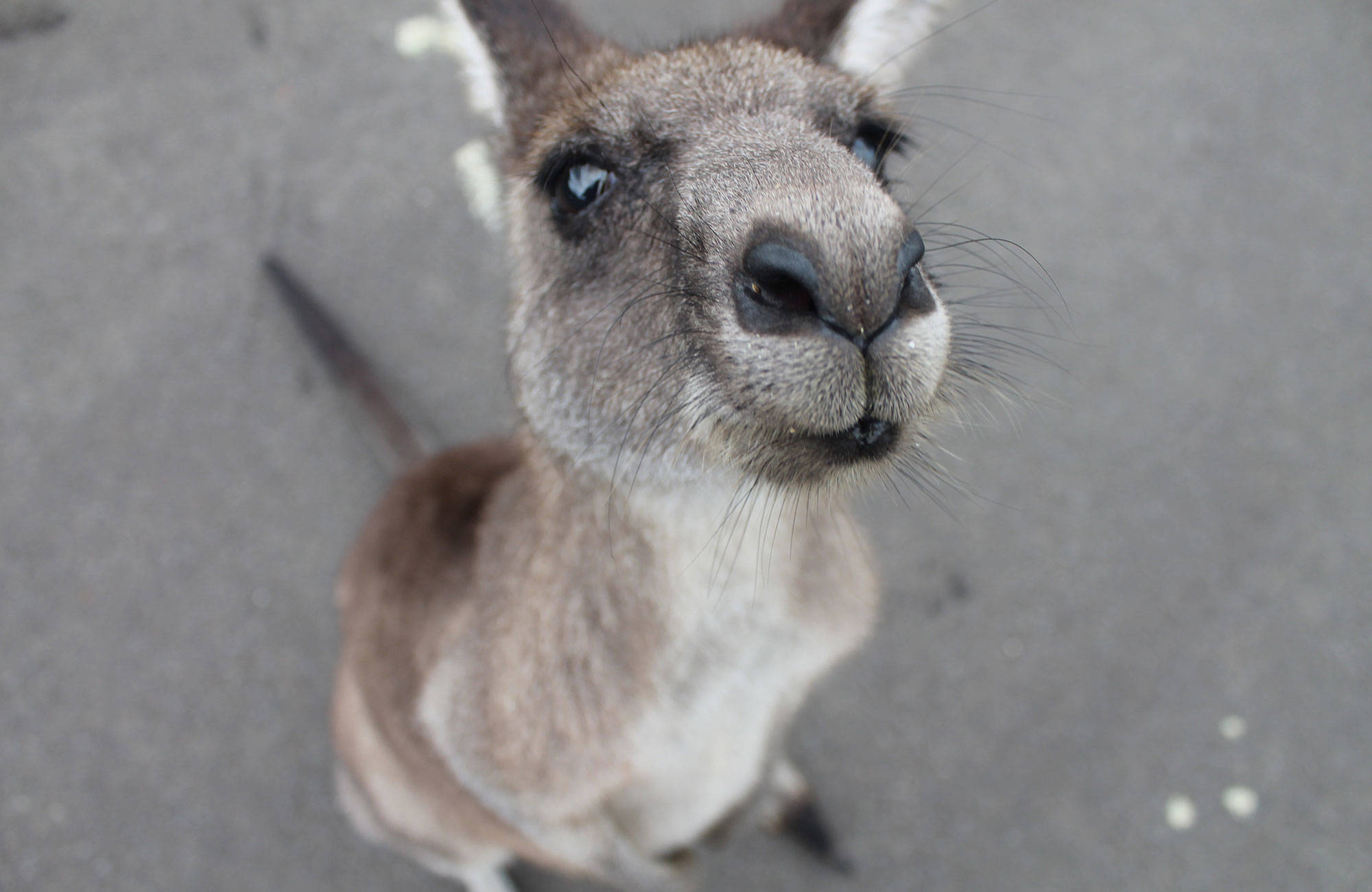 När du studerar i Australien lär du träffa minst en känguru