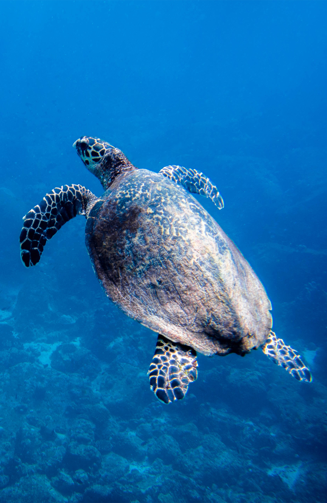 Upplev djurlivet på Perhentianöarna