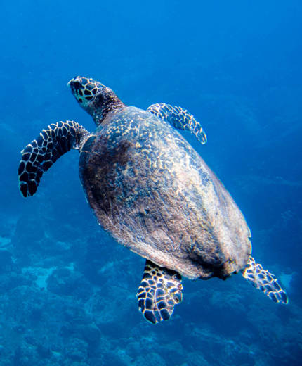 Upplev djurlivet på Perhentianöarna