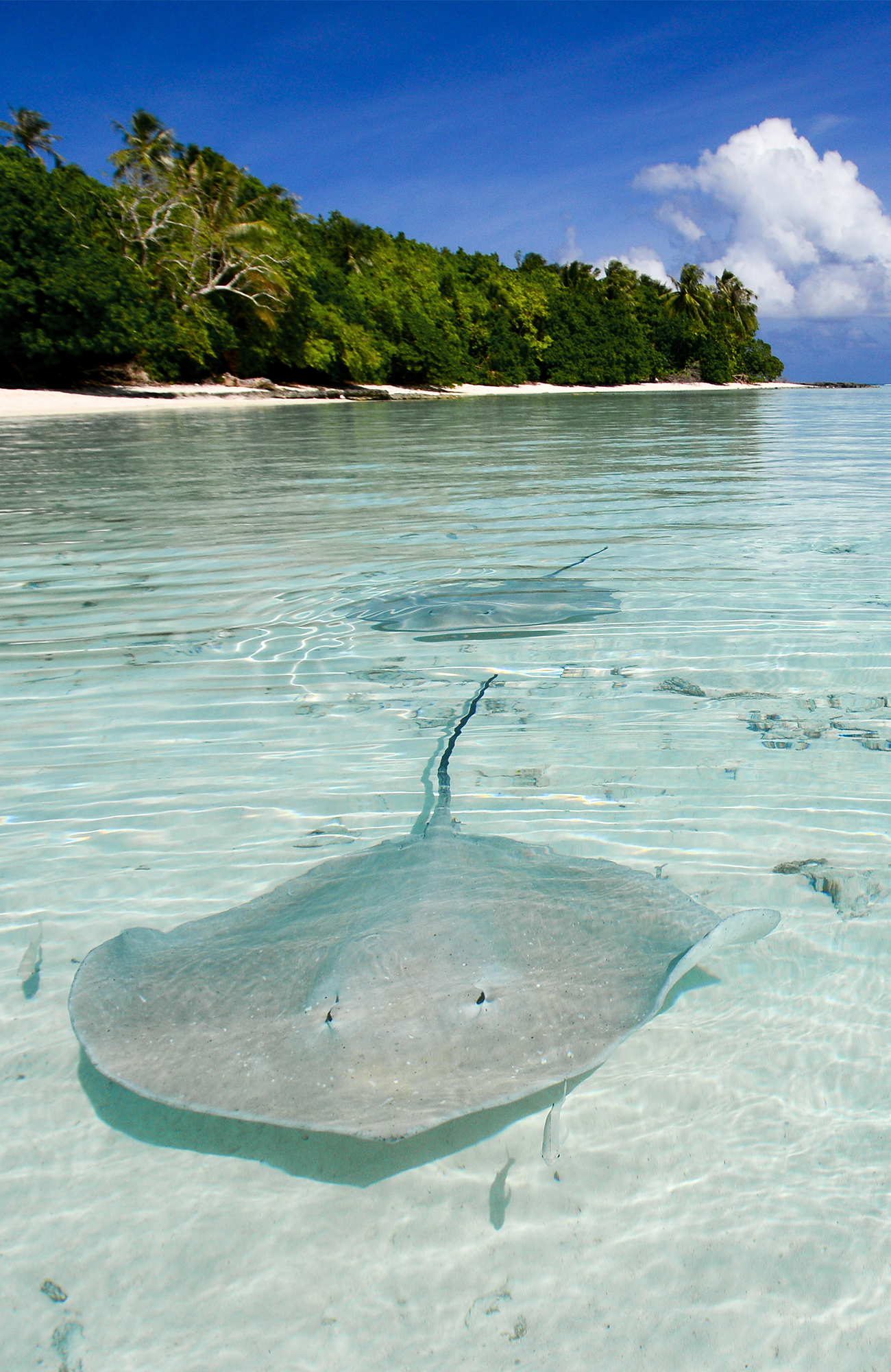 Dykning under din resa till Tahiti | Tahiti resa