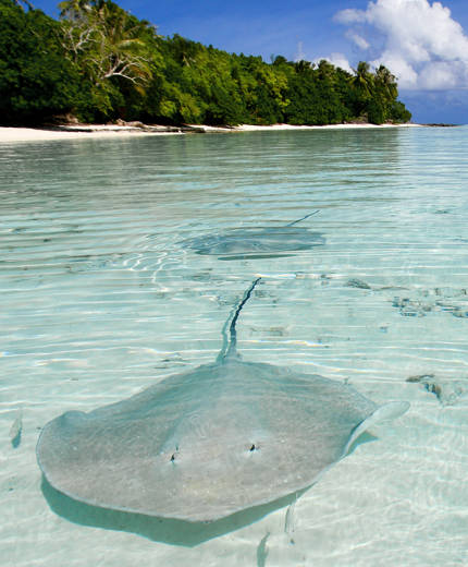 Dykning under din resa till Tahiti | Tahiti resa