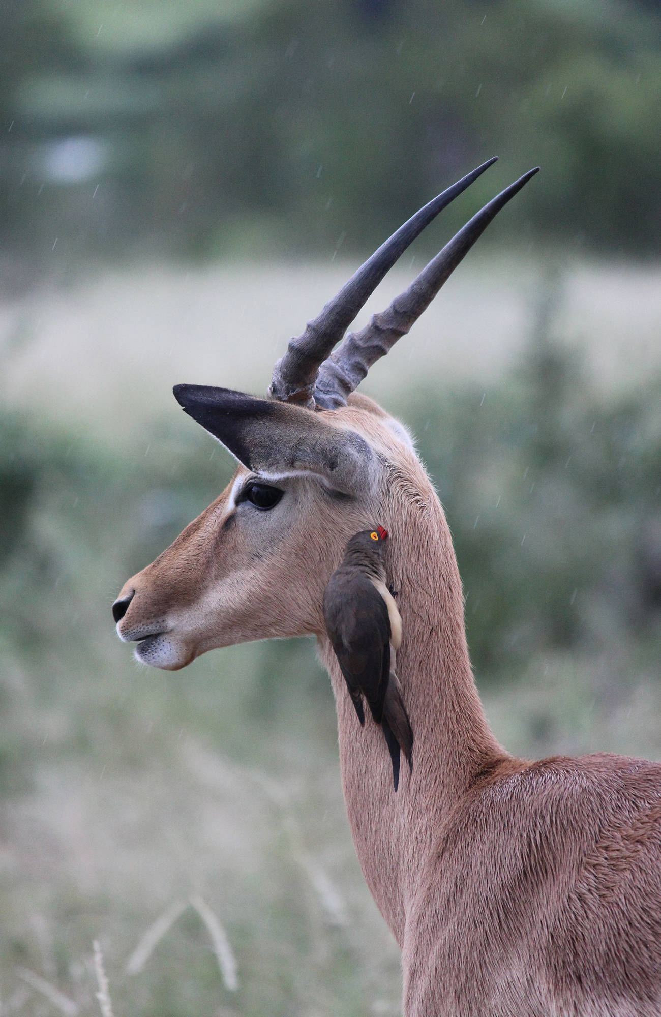 En antilop med en våger på huvudet i Krugerparken i Sydafrika.