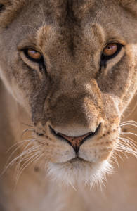 En lejonhona med en skarp blick Krugerparken i Sydafrika.