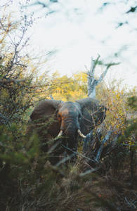 En elefant gömmer dig i buskaden i nationalparken i Sydafrika.