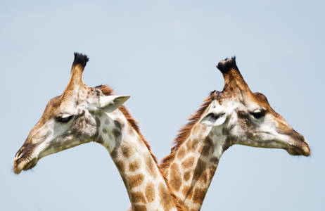 Två giraffer i Krugerparken i Sydafrika,