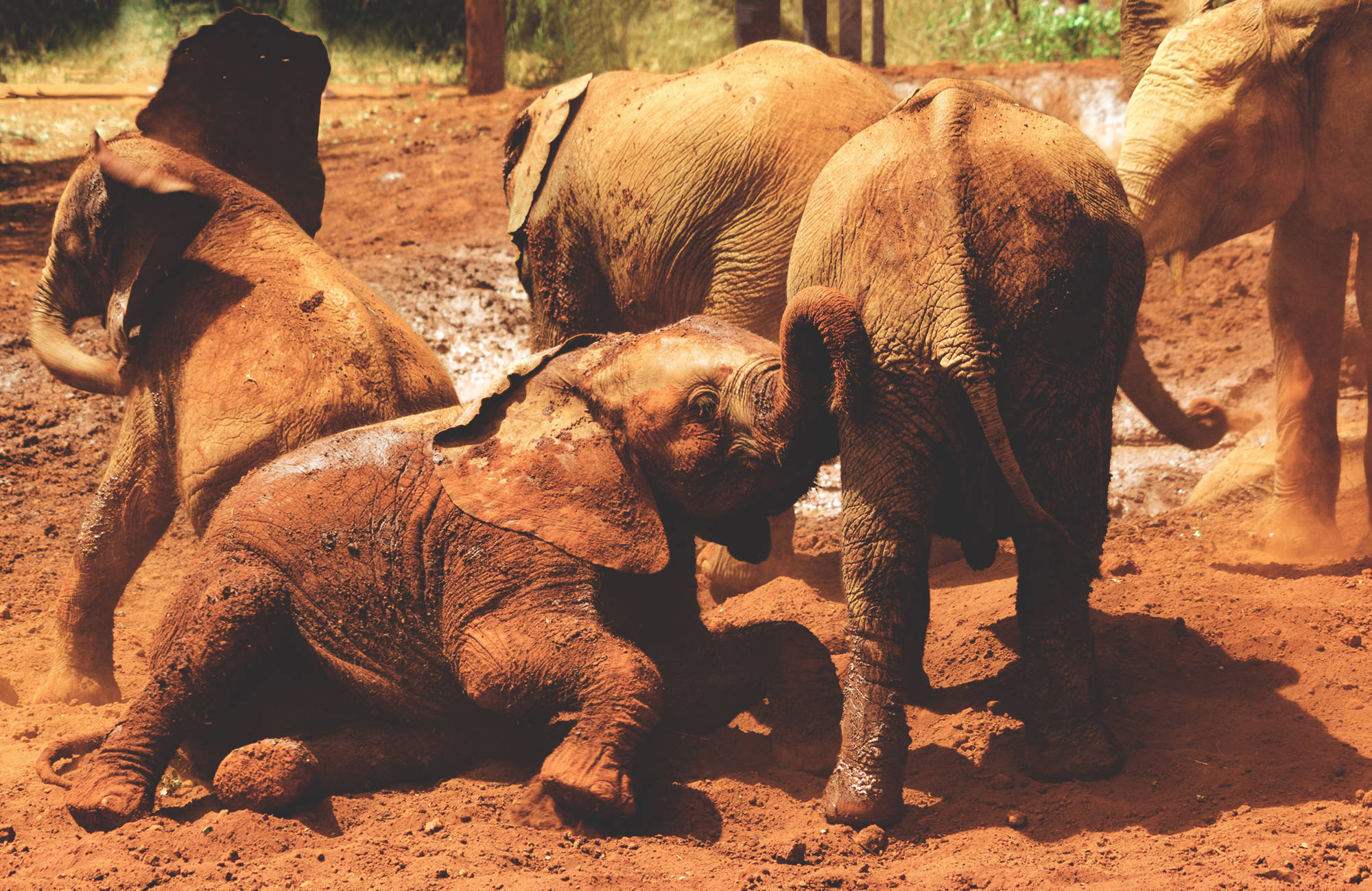 Två elefanter som badar i lera som kan ses under en resa till Kenya.