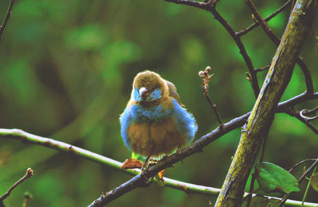 En fluffig blå liten fågel i ett grönområde i Nairobi.