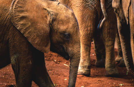 Under en resa till Kenya kan man få träffa på elefantungar under safari.