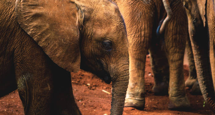 Elefantunge - Gör en safari på din jorden runt resa