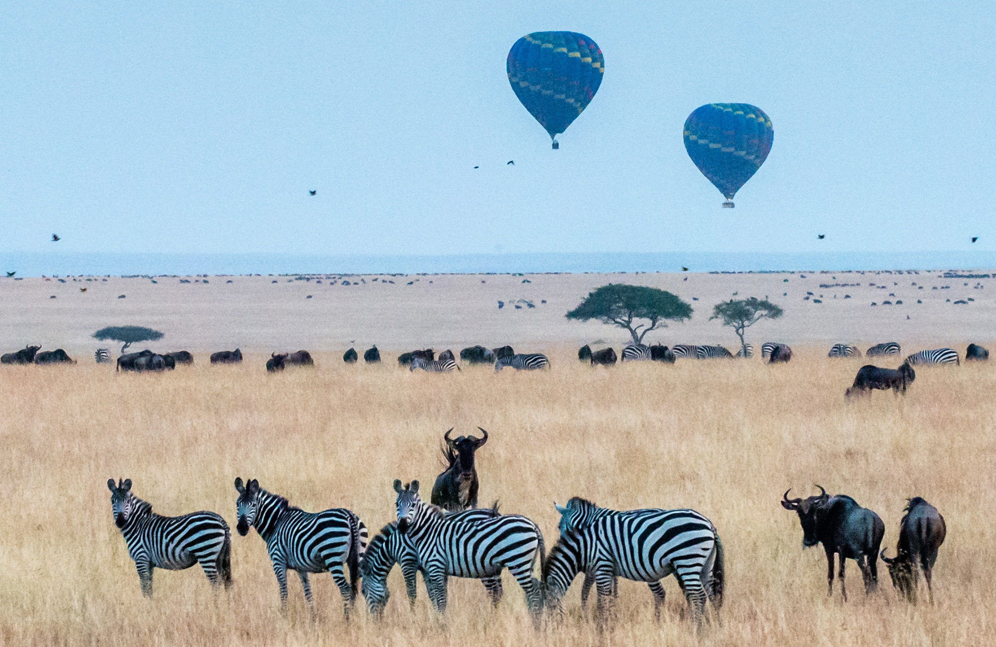 Flyg luftballong över savannen i Serengeti..