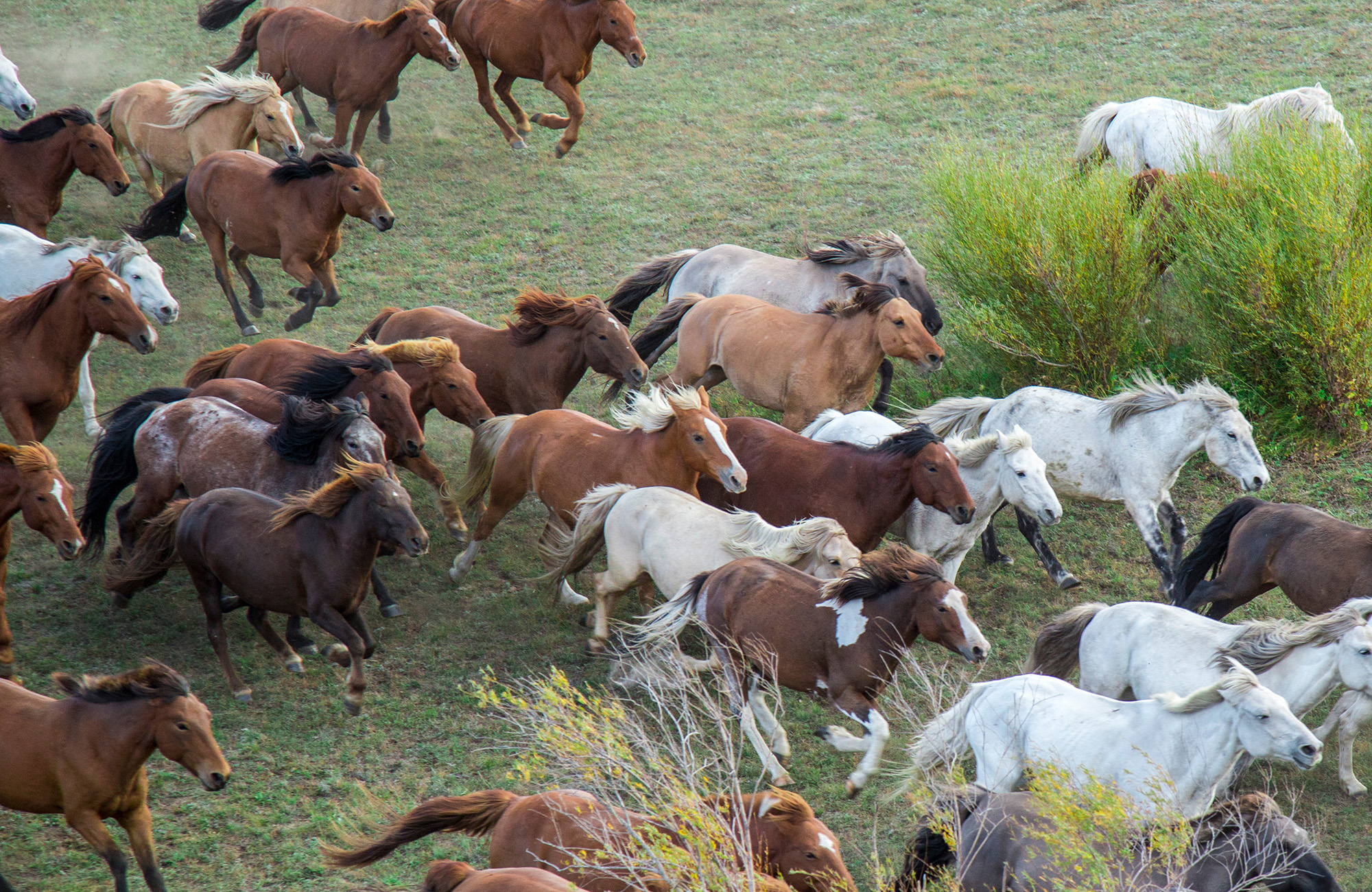 flock av vildhästar i mongoliet