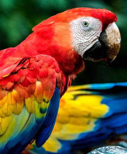 Upptäck Honduras djurliv under din resa