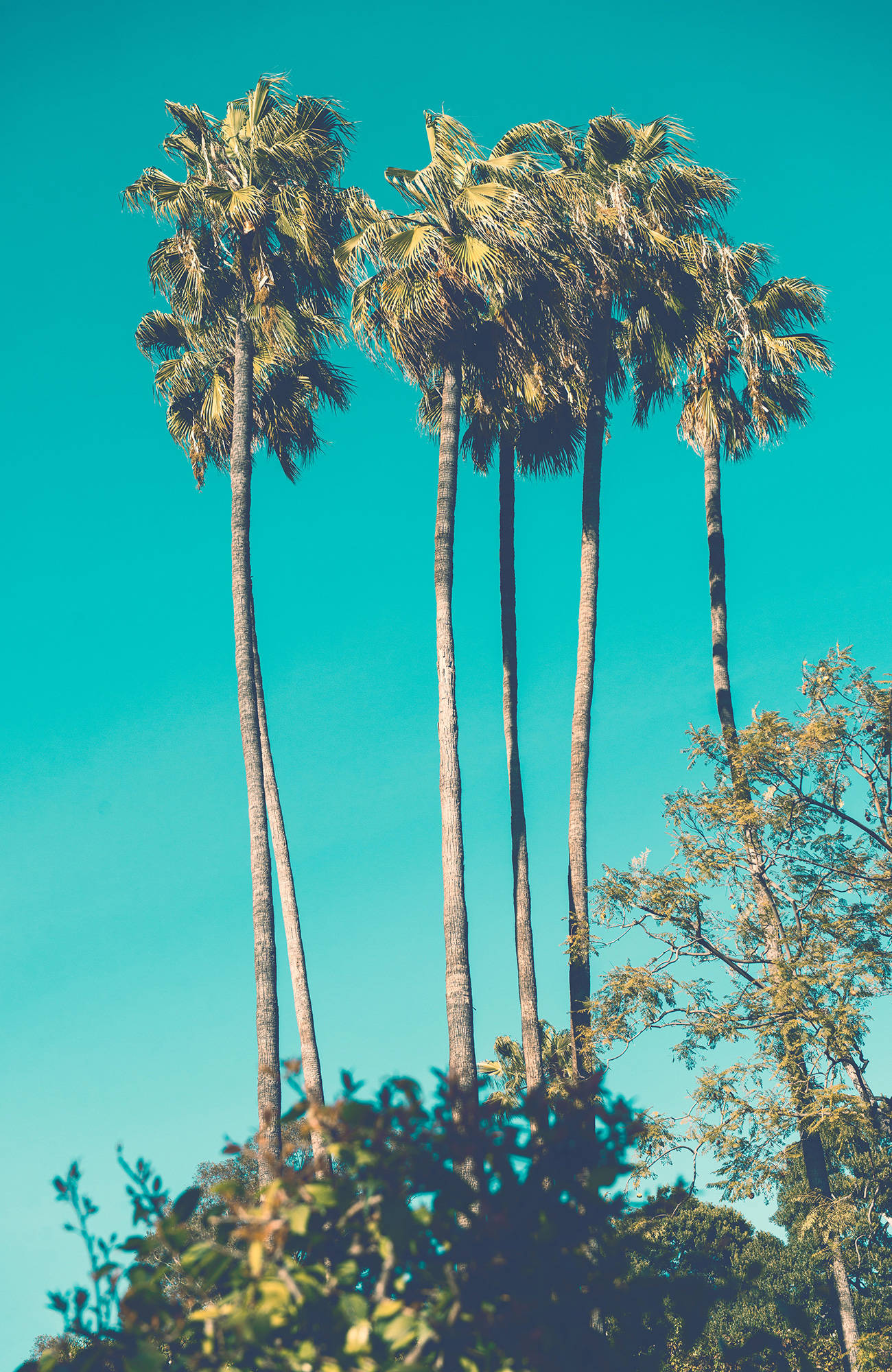 miami-palm-trees-sidebar