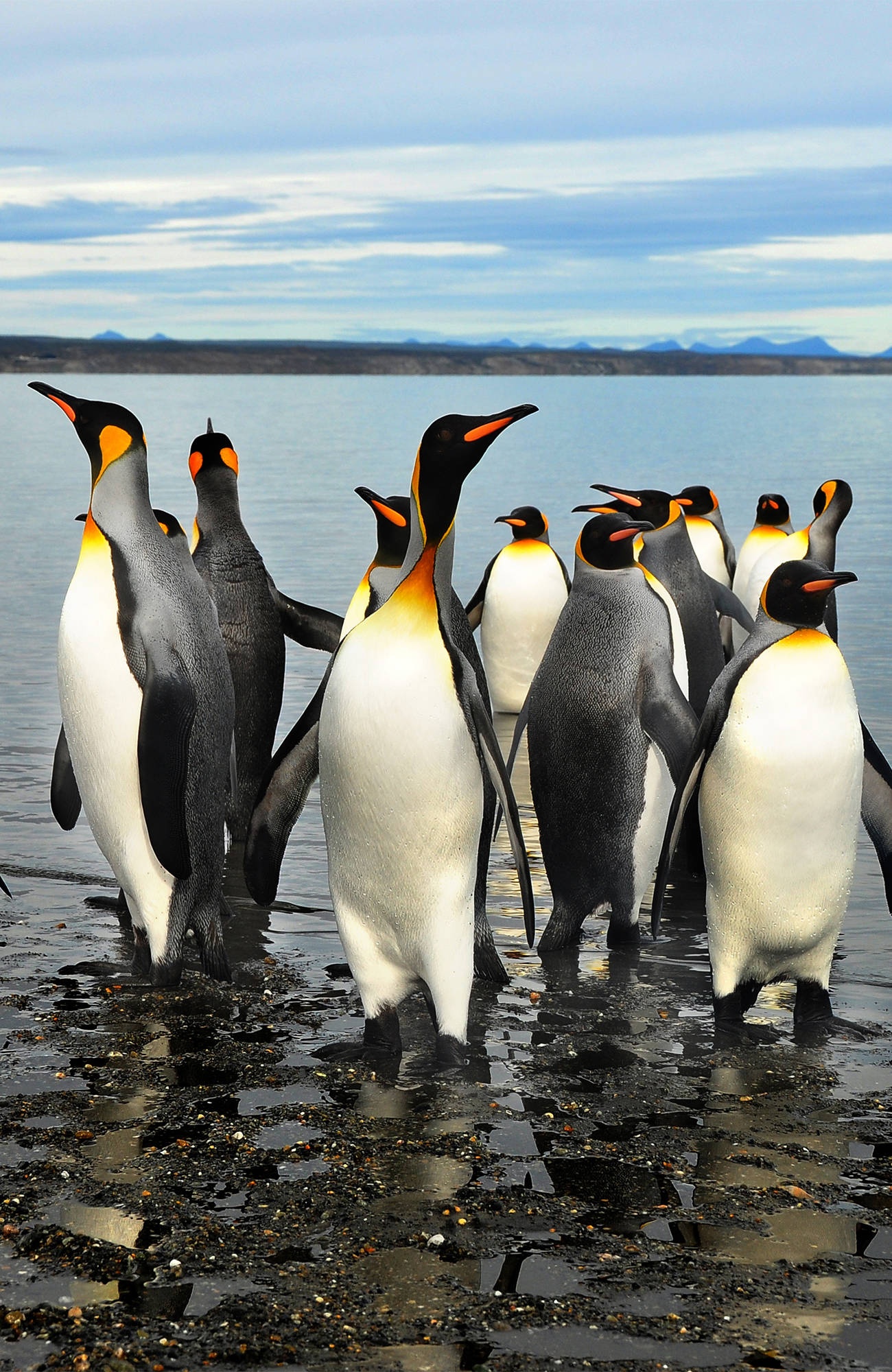 argentina-penguins-tierra-del-fuego-sidebar