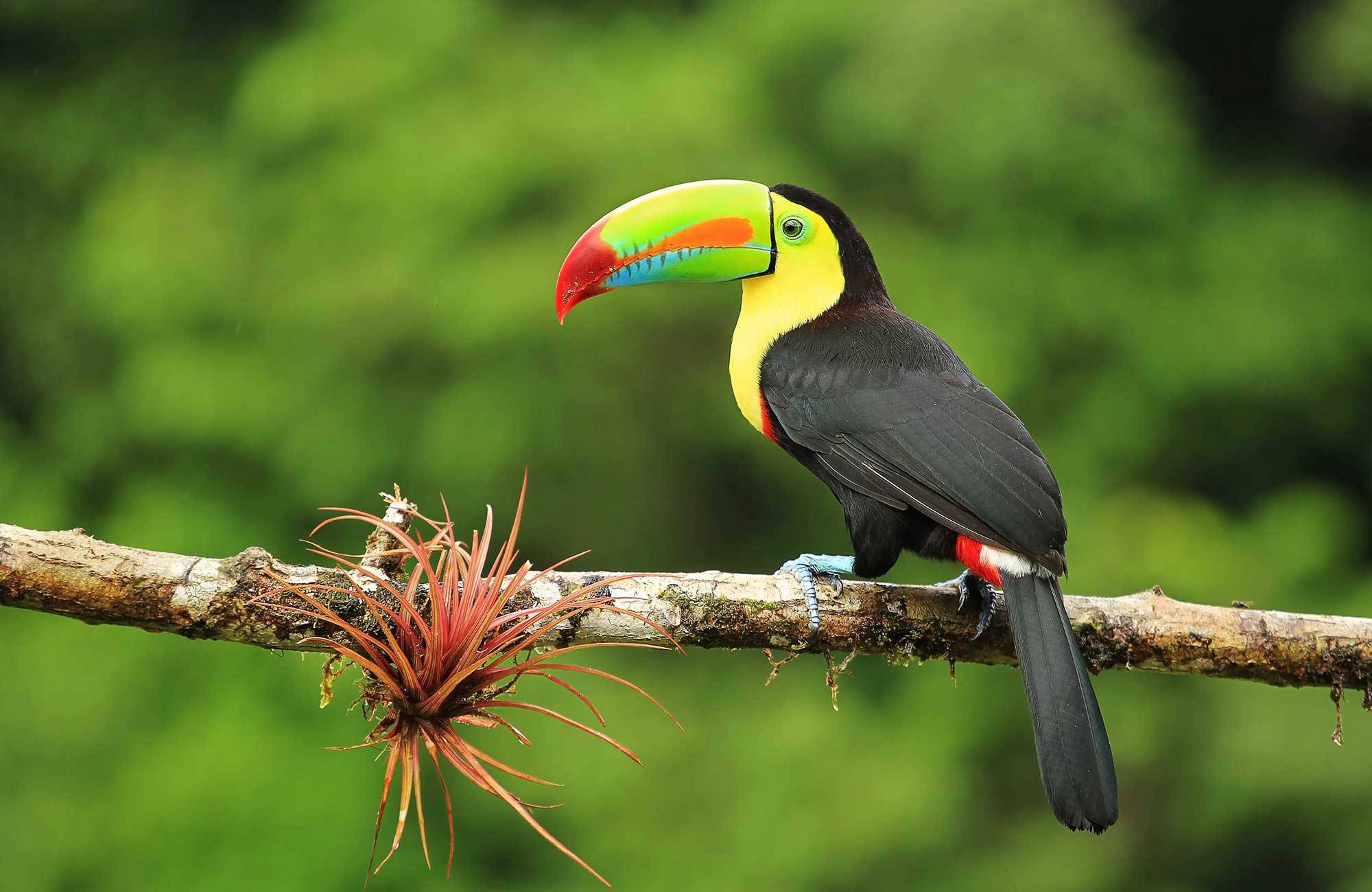Upplev djurlivet  i Costa Rica på resan