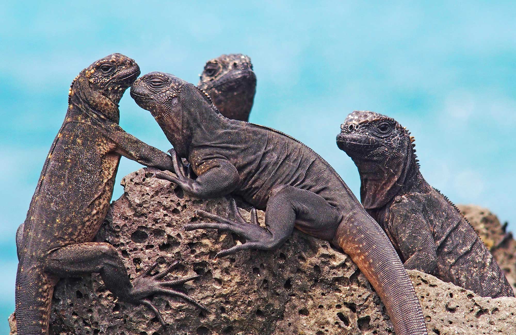 Res som Darwin och möt djurliv på Galapagos | KILROY