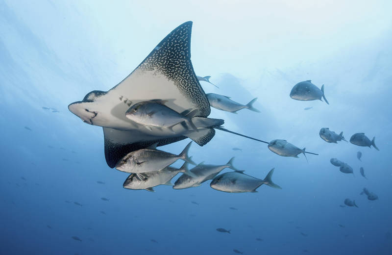 Eagle Rays and other fish swimming in the seas of the Galapagos Islands