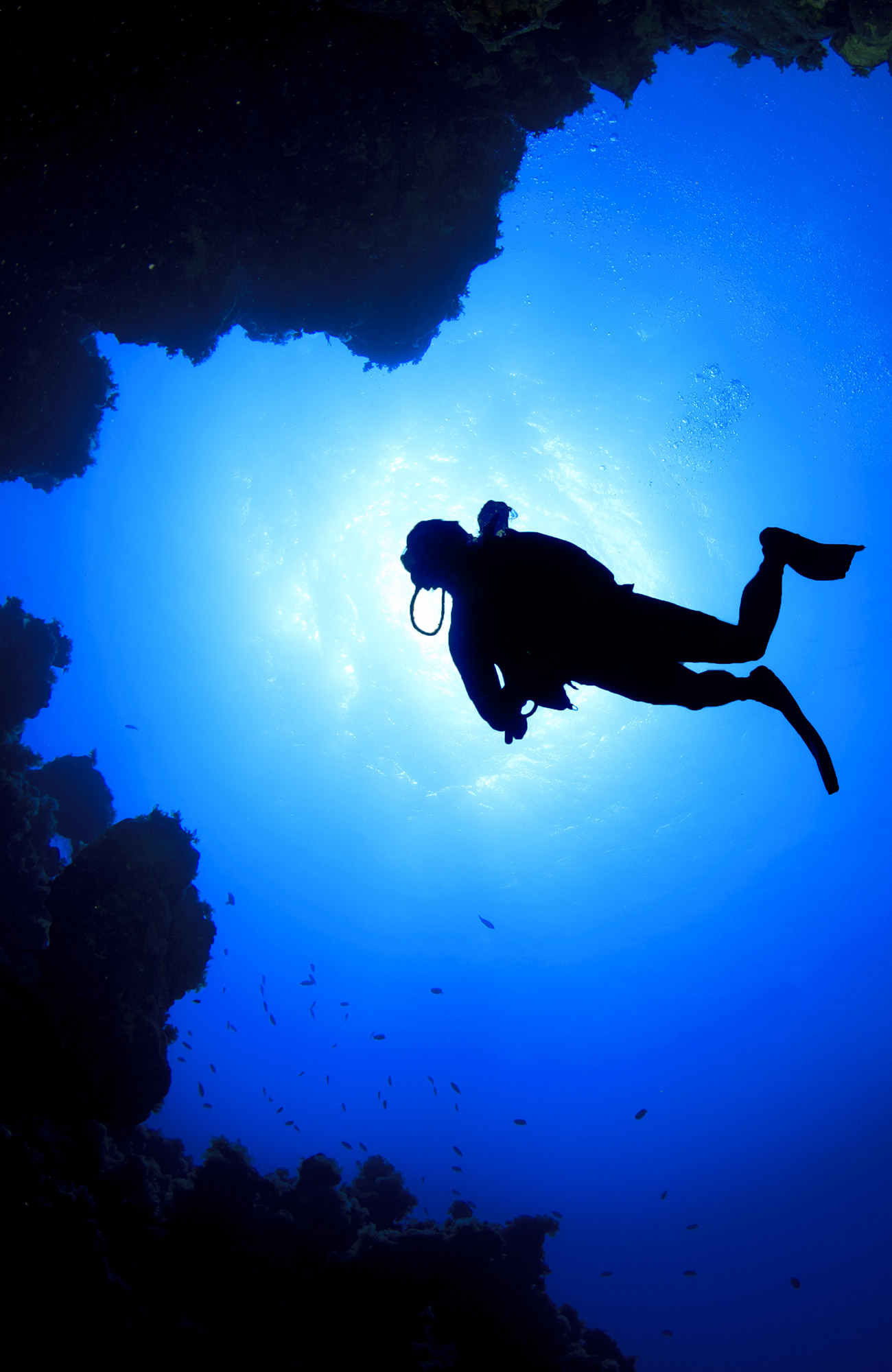 Studera marinbiologi utomlands