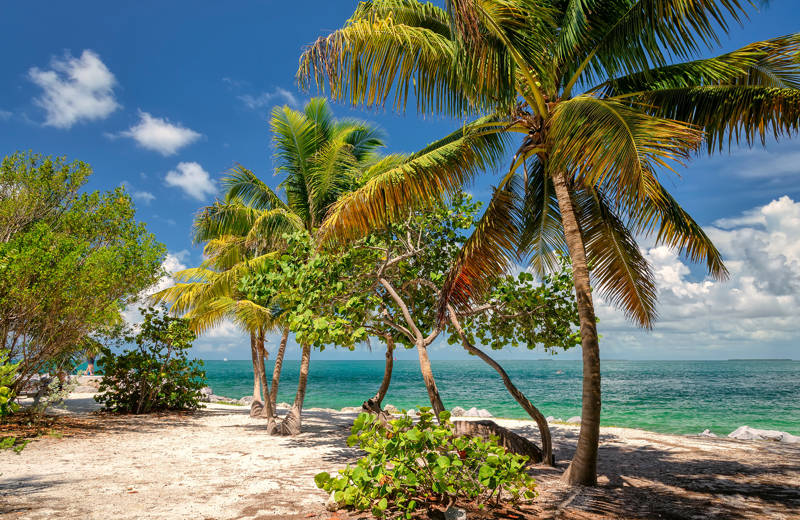 florida-key-west-palm-trees-cover