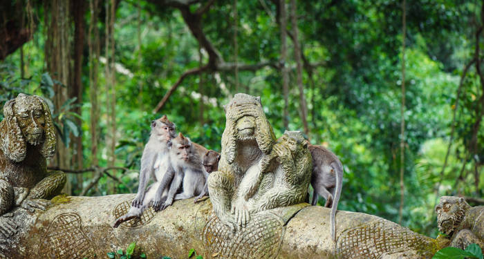 Monkey Forest  | Bali | KILROY