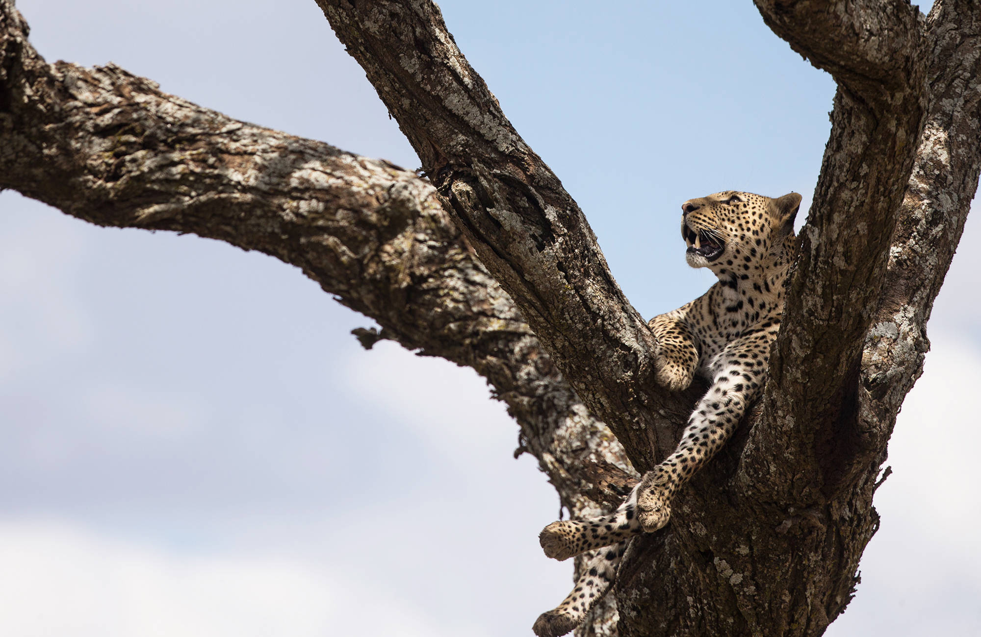 En leopard vilar i ett träd i Tanzania.
