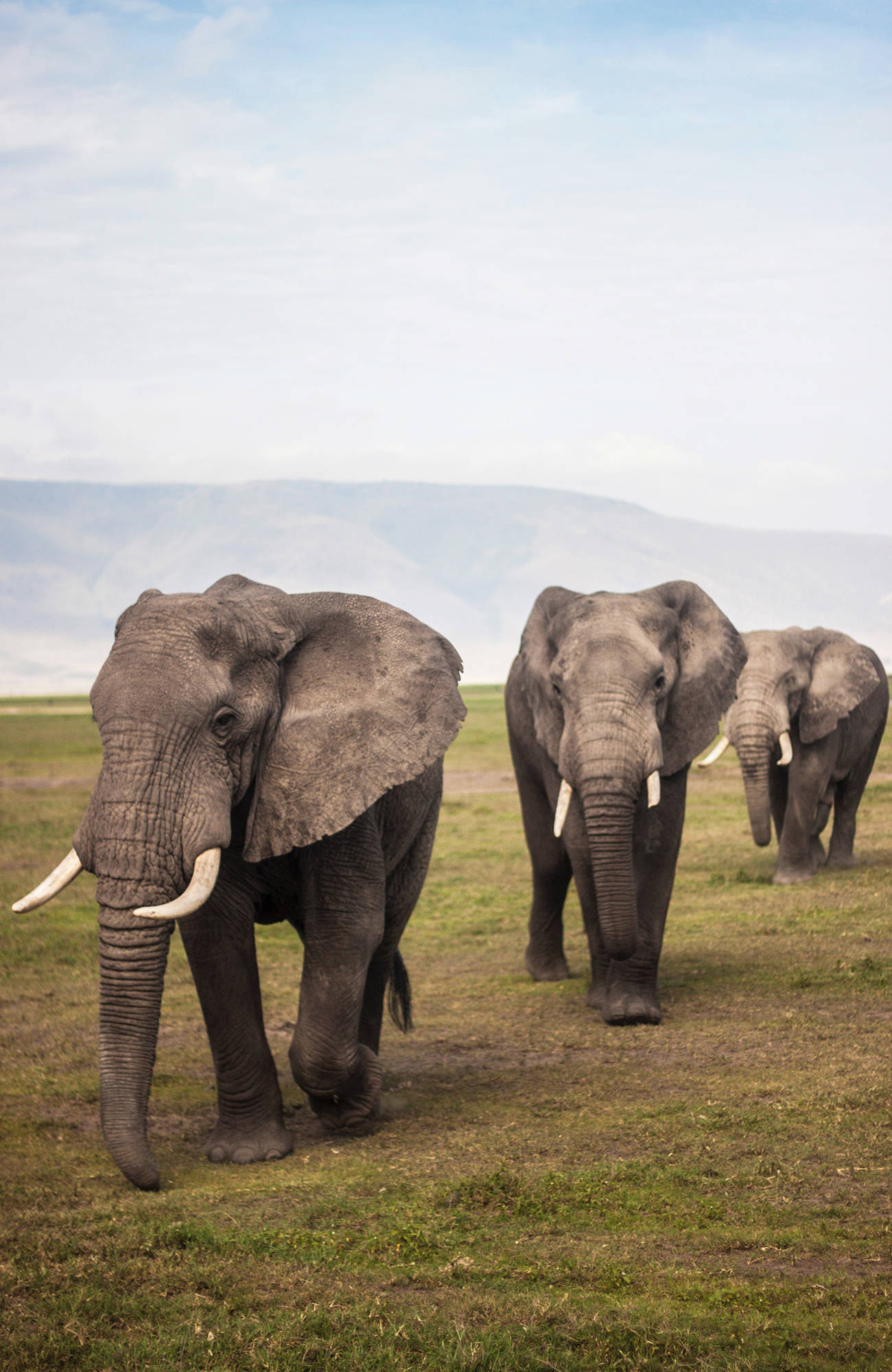 Se elefenter under sarafi i Tanzania