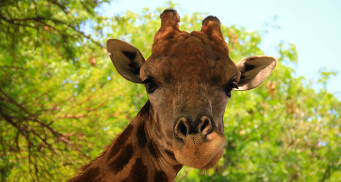 Sydafrika och Johannesburg - se vilda djur som giraffer på en resa här!