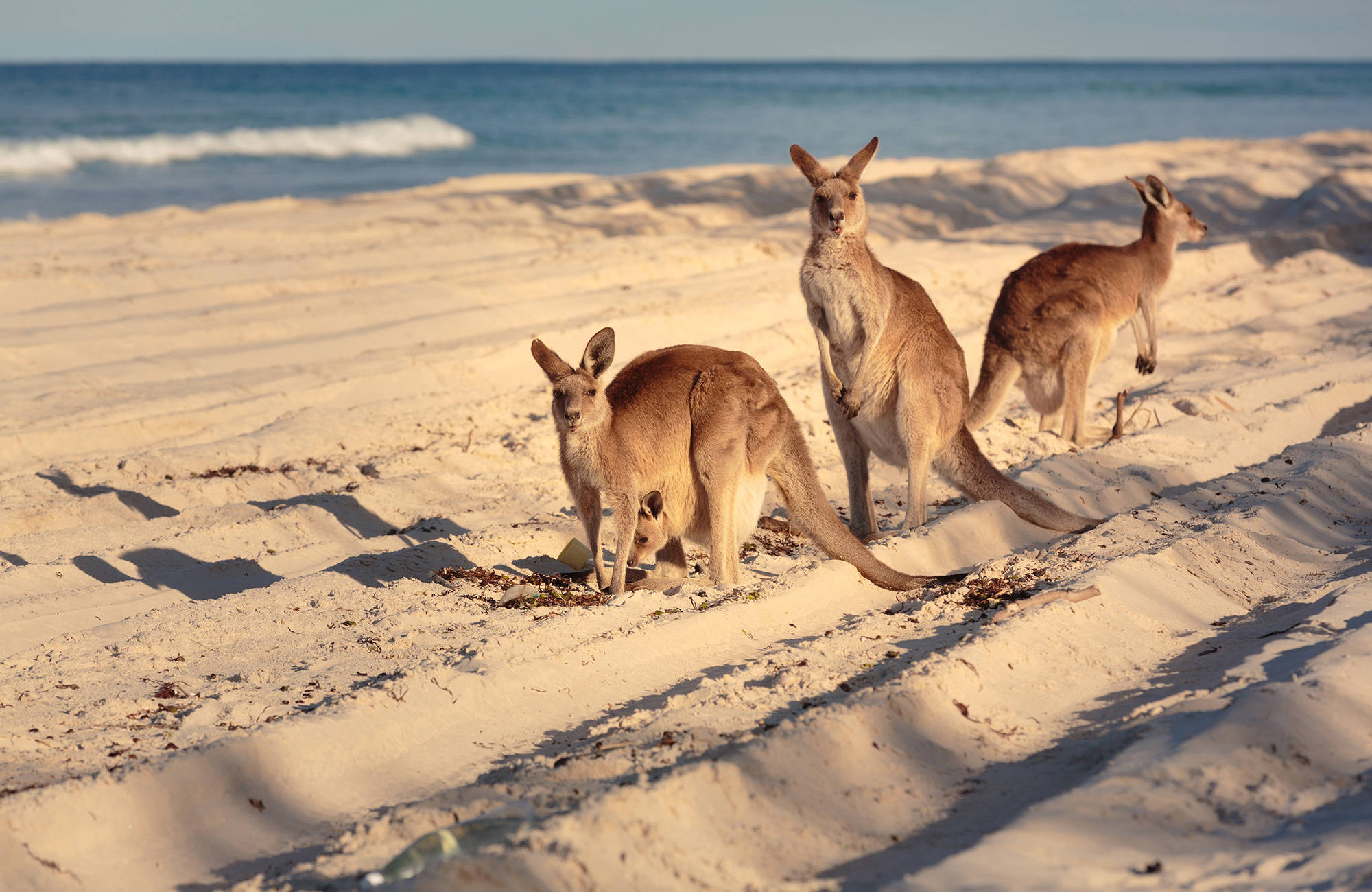 tre söta kängurus på en strand i brisbane